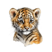 Watercolour Tiger Wall Stickers