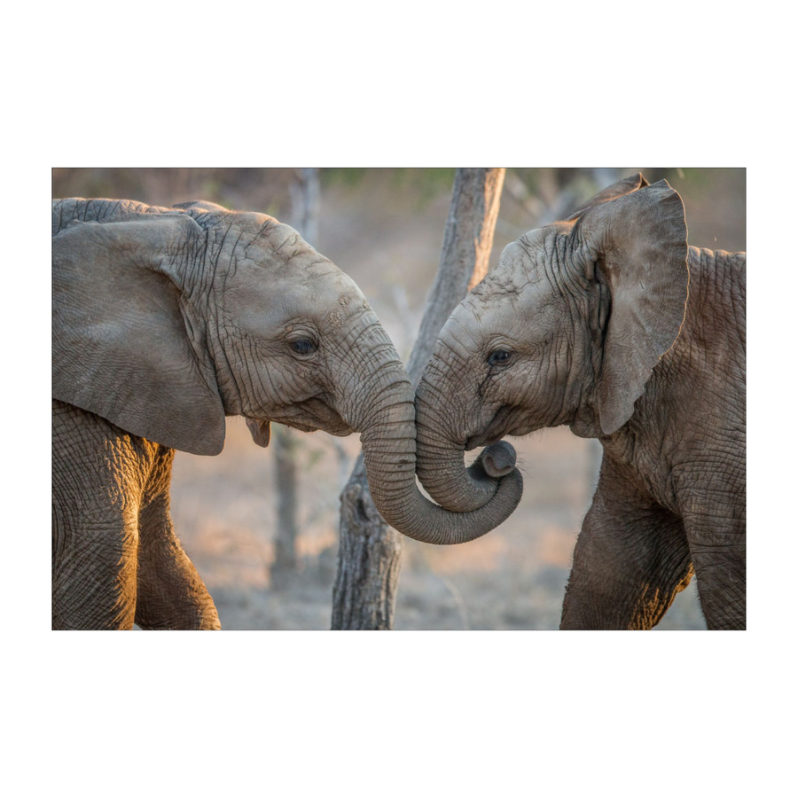 Cute Elephant Placemats