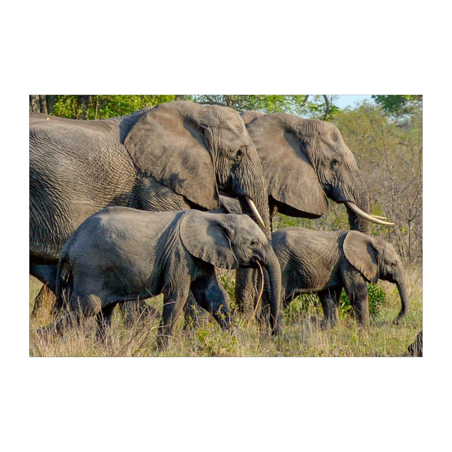 Pride of Elephants Placemats